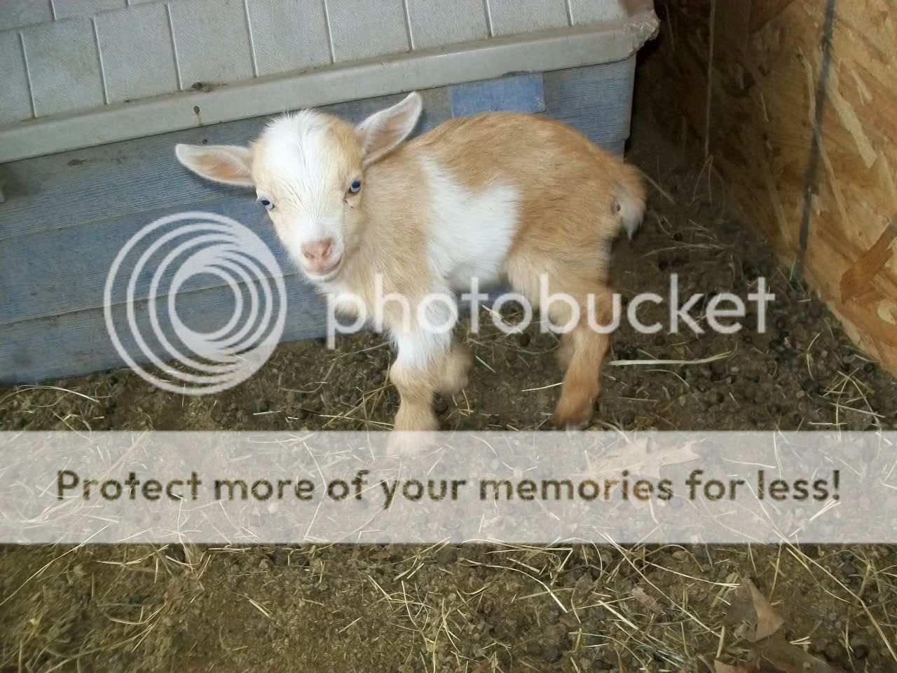 Miget goat porn